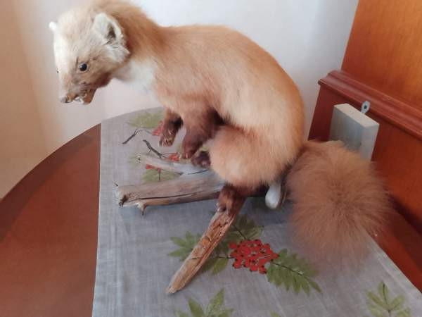 Täytetty näätä Raahe – foto 3