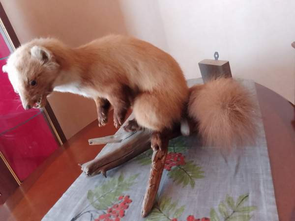 Täytetty näätä Raahe – foto 2