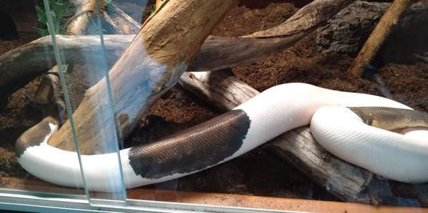 Kuningaspyton Vihti – foto 4