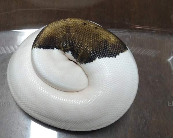 Kuningaspyton Vihti – foto 2