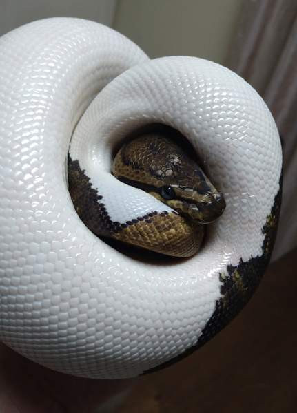 Kuningaspyton Vihti – foto 1