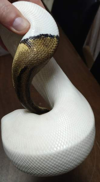 Kuningaspyton Vihti – foto 3