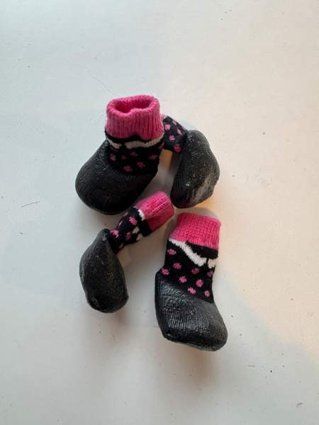 Pienen koiran tossuja Вантаа - изображение 5