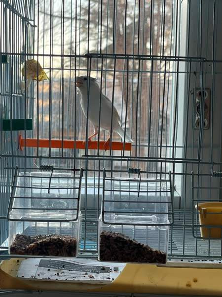 Kanarialintu Lahti - valokuva 2