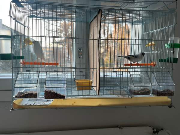 Kanarialintu Lahti - valokuva 1