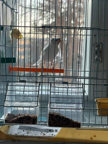 Kanarialintu Lahti - valokuva 8