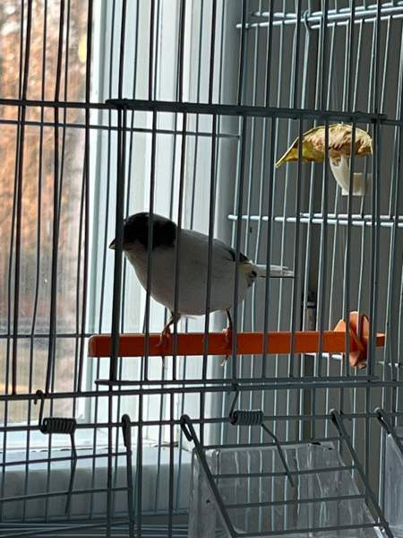 Kanarialintu Lahti - valokuva 6