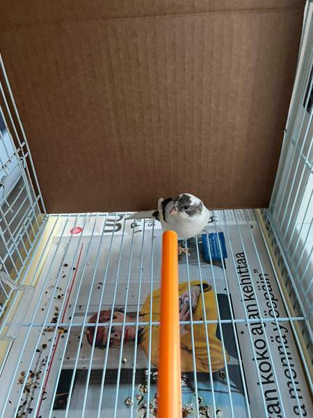 Kanarialintu Lahti - valokuva 4