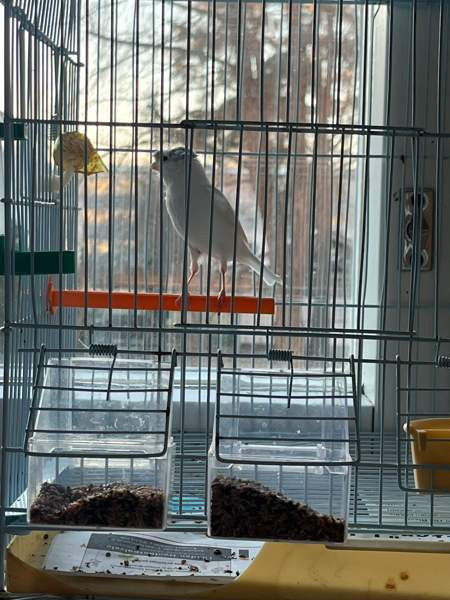 Kanarialintu Lahti - valokuva 7