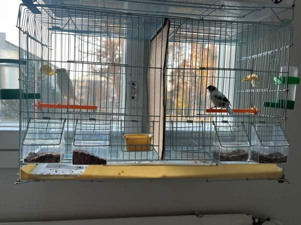 Kanarialintu Lahti - valokuva 3