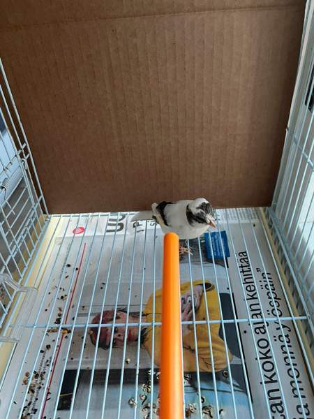 Kanarialintu Lahti - valokuva 5