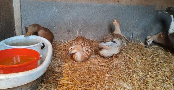 Ankanpoikasia Vesilahti - valokuva 5