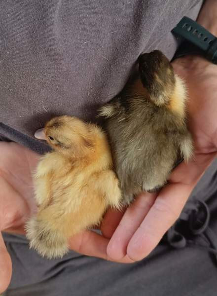 Ankanpoikasia Vesilahti - valokuva 2