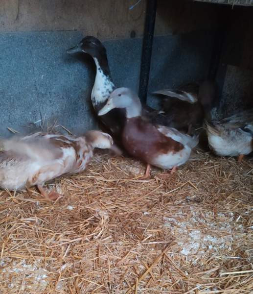 Ankanpoikasia Vesilahti - valokuva 4