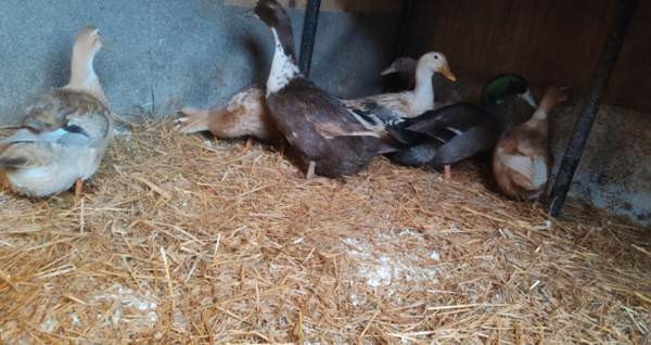 Ankanpoikasia Vesilahti - valokuva 3