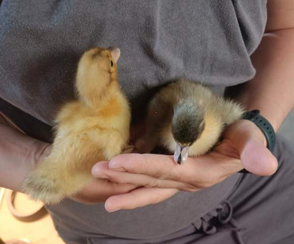 Ankanpoikasia Vesilahti - valokuva 1