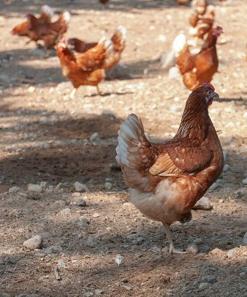 Munivia kanoja Куопио - изображение 1