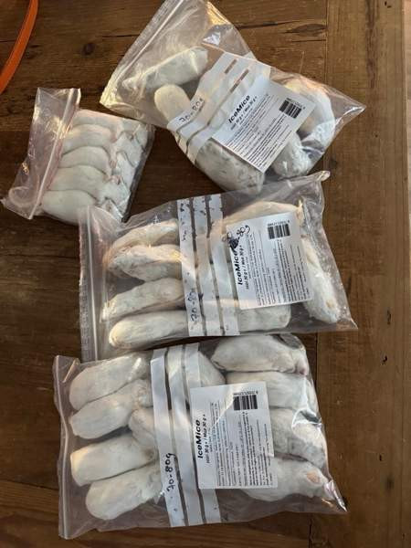 Pakastehiiriä ja pari rottaa Aura - photo 1