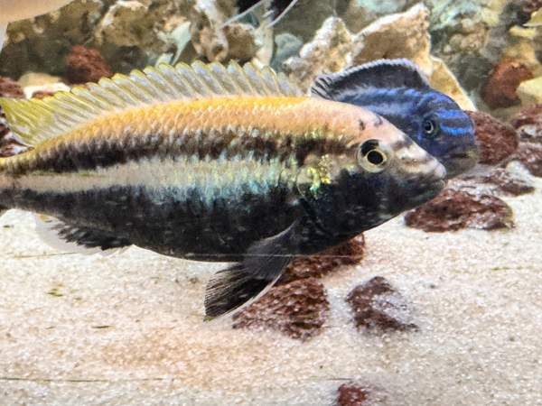 African Malawi fishes Helsinki - изображение 7