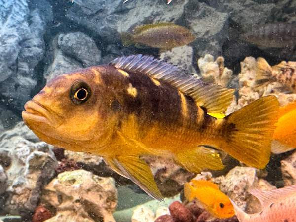 African Malawi fishes Helsinki - изображение 6