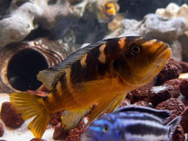 African Malawi fishes Helsinki - photo 3