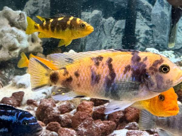 African Malawi fishes Helsinki - photo 5