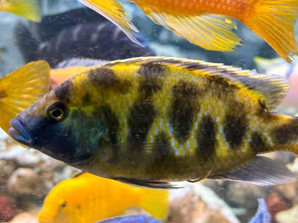 African Malawi fishes Helsinki - photo 1