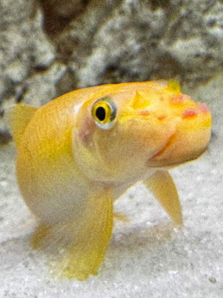 African Malawi fishes Helsinki - photo 2