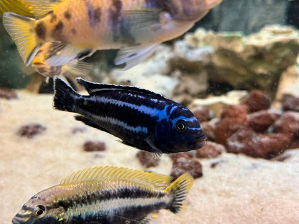 African Malawi fishes Helsinki - photo 4