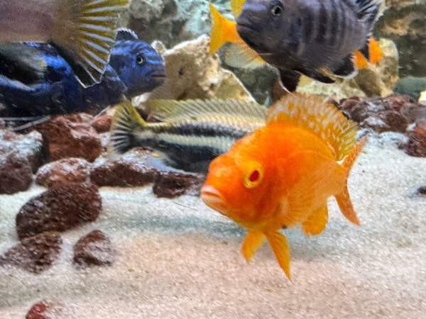 African Malawi fishes Helsinki - photo 8