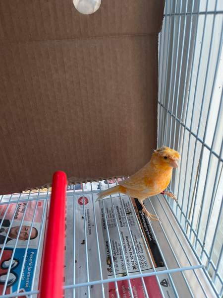 Kanarialintu Lahti - valokuva 1