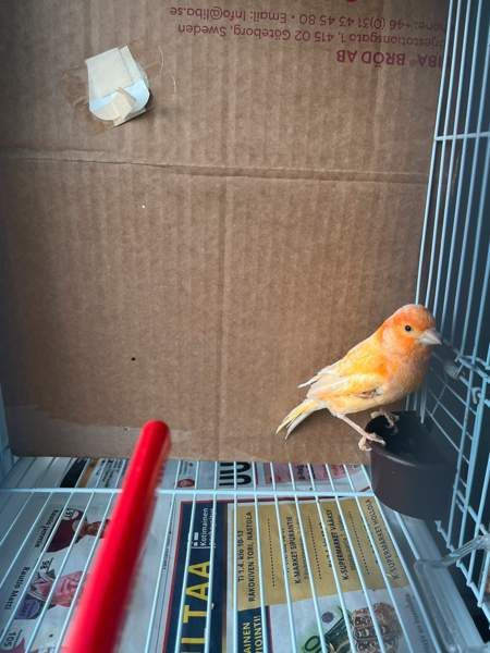 Kanarialintu Lahti - valokuva 3