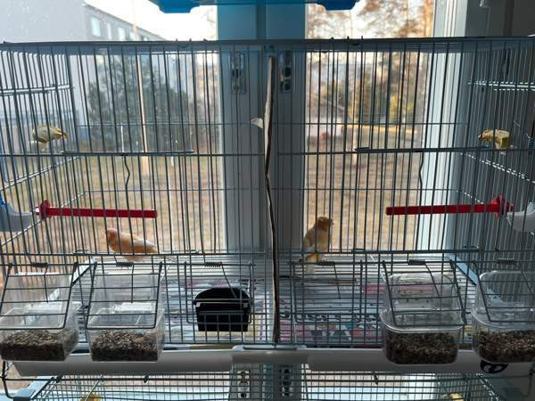 Kanarialintu Lahti - valokuva 6