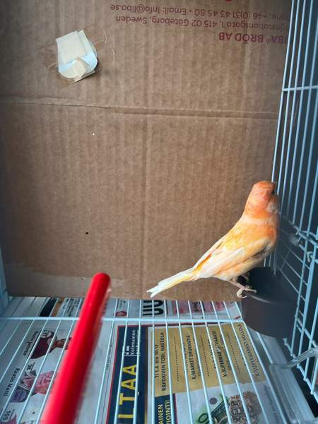 Kanarialintu Lahti - valokuva 4