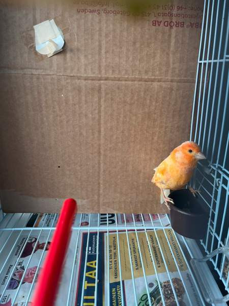 Kanarialintu Lahti - valokuva 2