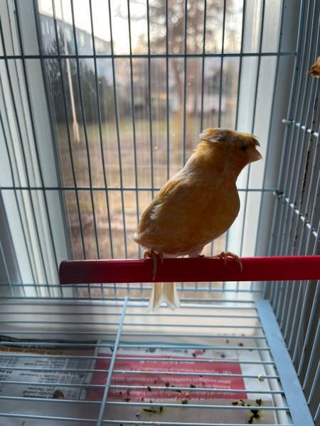 Kanarialintu Lahti - valokuva 5