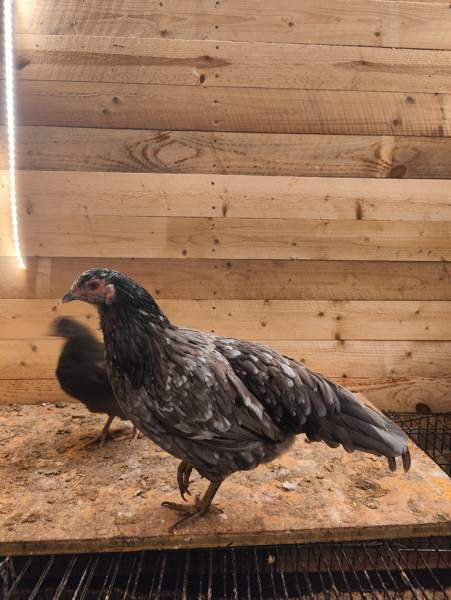 Kaksi kanaa ja kanatiput Eurajoki - valokuva 2