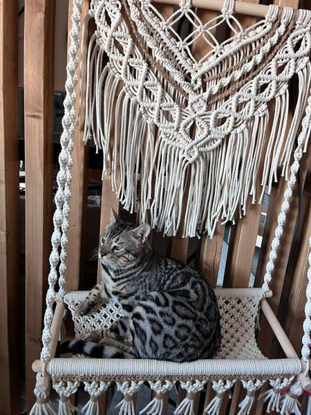 MAKRAMEE-KISSAN RIIPPUVUODE Турку - изображение 1