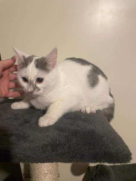 Kaksi kissanpentua Alavieska - photo 2