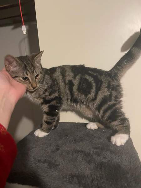 Kaksi kissanpentua Alavieska - photo 1