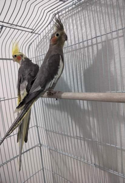 Neitokakaduja Helsinki – foto 2