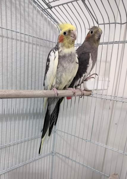 Neitokakaduja Helsinki – foto 1