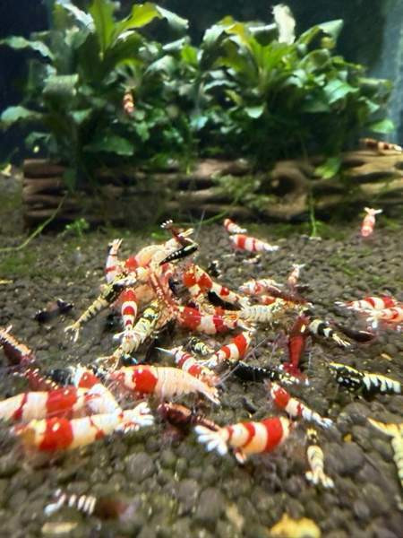 Raitapaitoja myynnissä Oulu - valokuva 2