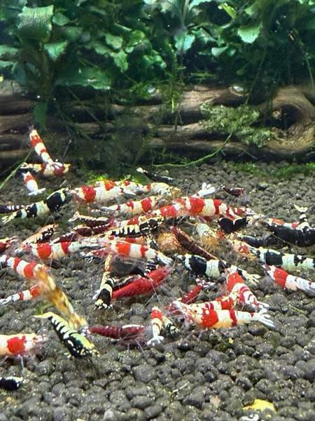 Raitapaitoja myynnissä Oulu - valokuva 1