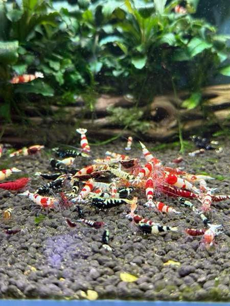 Raitapaitoja myynnissä Oulu - valokuva 3