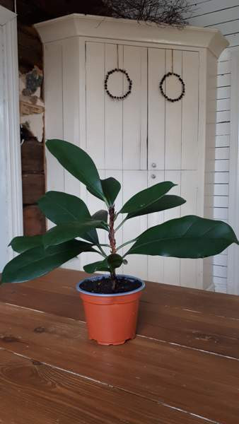 KORVAKEVIIKUNA VIHERKASVI Tampere - valokuva 1