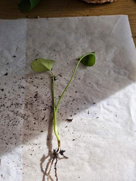 Peikonlehti Paimio - valokuva 1