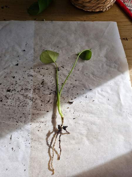 Peikonlehti Paimio - valokuva 2