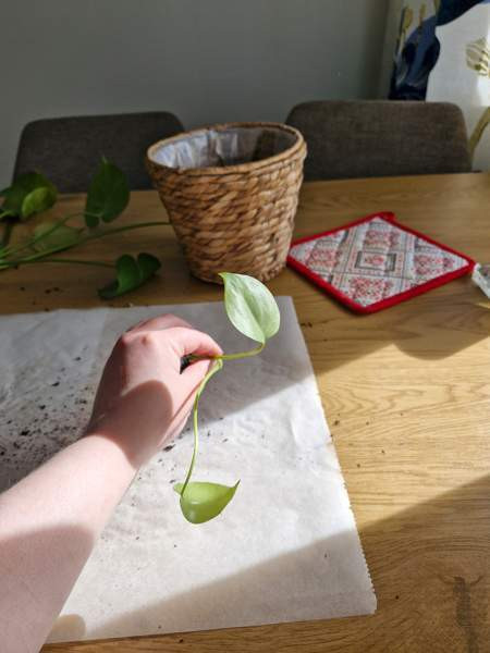 Peikonlehti Paimio - valokuva 3