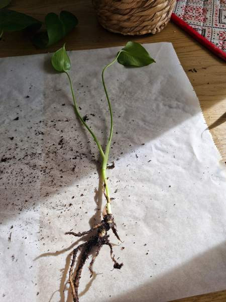 Peikonlehti Paimio – foto 2